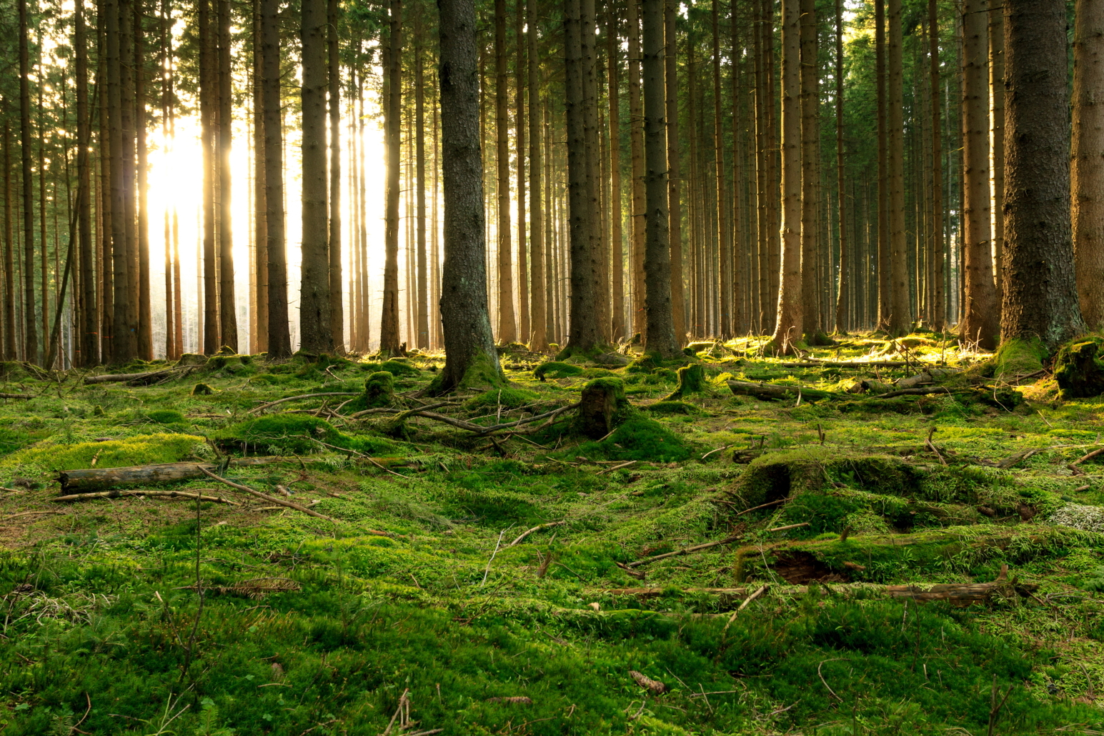 Wald_Naturschutz